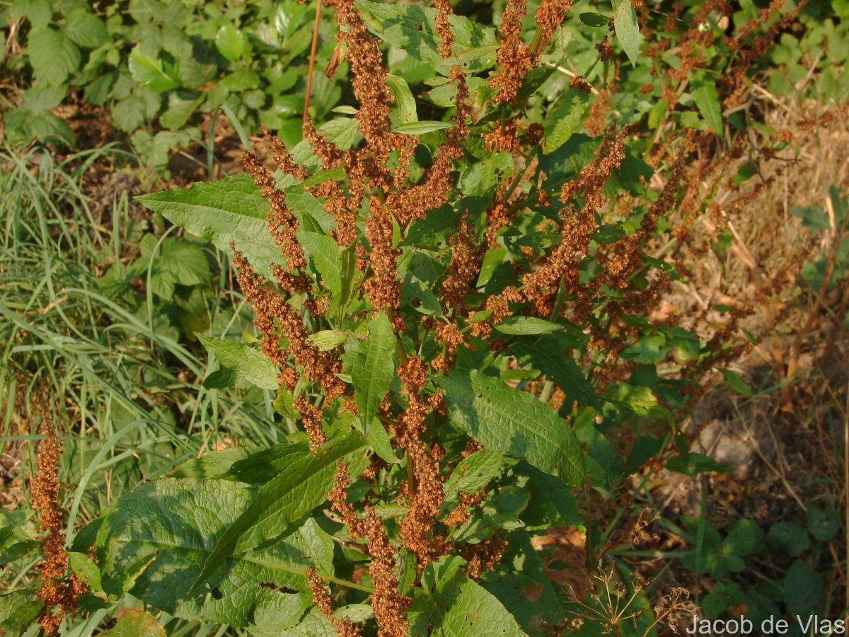 Rumex crispus L.
